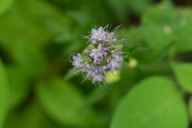 Bahçedeki pembe çiçekleri kapat.