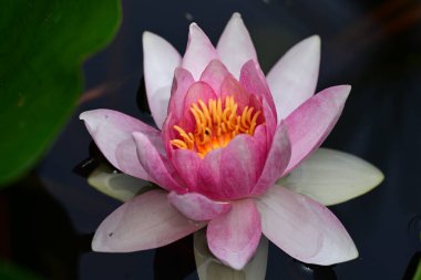 Gölette güzel nilüfer çiçeği 