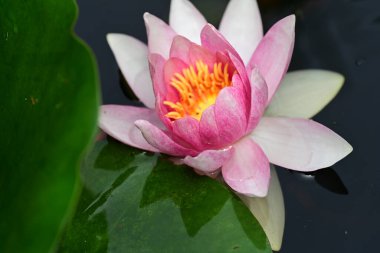 Gölette güzel nilüfer çiçeği 