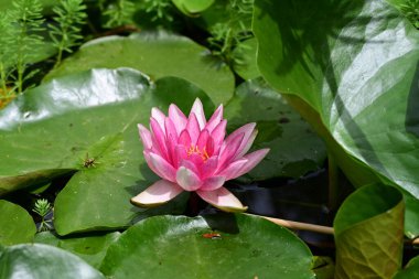 Gölette güzel nilüfer çiçeği 