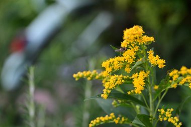 Güneşli yaz gününde bahçede büyüyen güzel çiçekler.