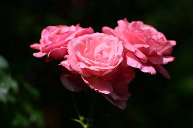 Bahçedeki güzel gülleri kapat. 