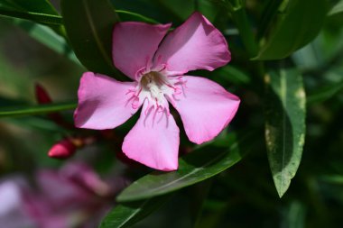 Yaz bahçesinde büyüyen harika pembe çiçekler.