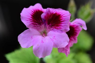 Yaz bahçesinde büyüyen harika pembe çiçekler.