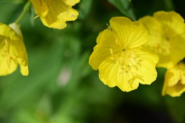 Güzel sarı çiçekler, çiçek konsepti