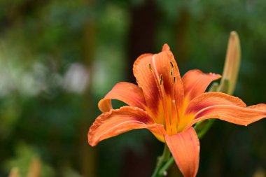 Bahçede güzel turuncu zambak çiçeği, yakın görüş. 