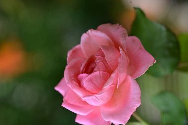 Bahçede güzel pembe bir gül 