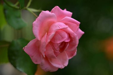 Bahçede güzel pembe bir gül 