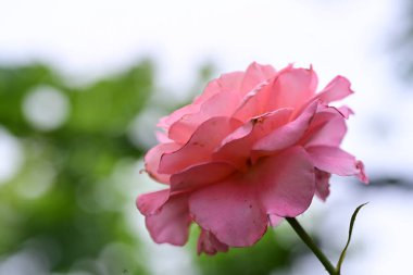 Bahçede güzel pembe bir gül 