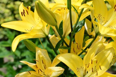 Bahçedeki sarı zambak çiçekleri
