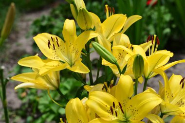 Bahçedeki sarı zambak çiçekleri