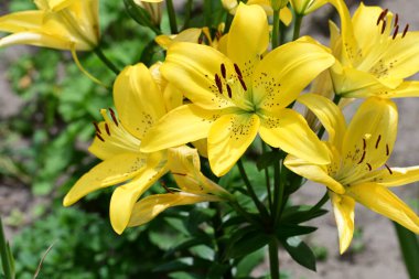 Bahçedeki sarı zambak çiçekleri