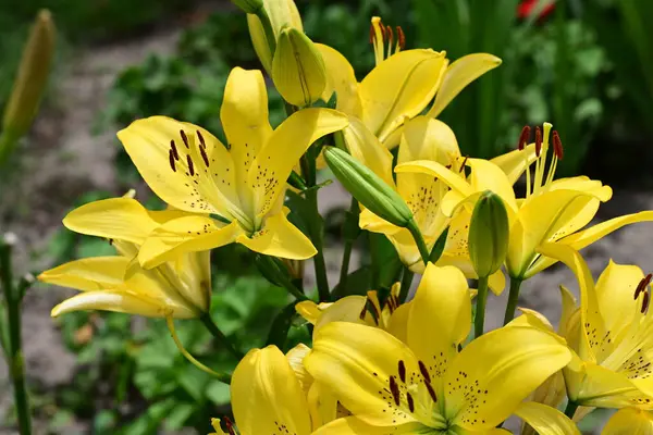 Bahçedeki sarı zambak çiçekleri