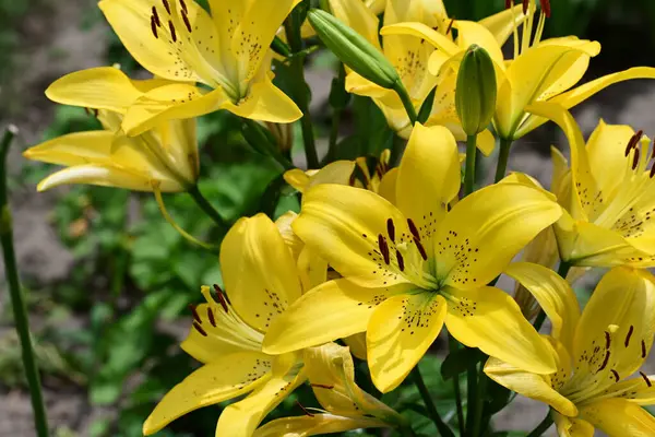 Bahçedeki sarı zambak çiçekleri