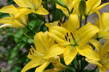 Bahçedeki sarı zambak çiçekleri