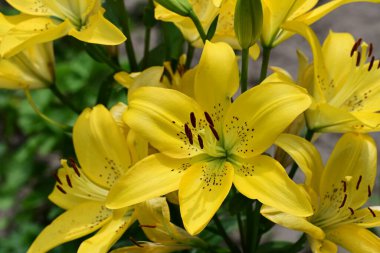 Bahçedeki sarı zambak çiçekleri
