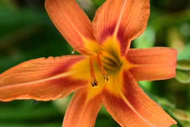 Bahçede güzel turuncu zambak çiçeği, yakın görüş. 