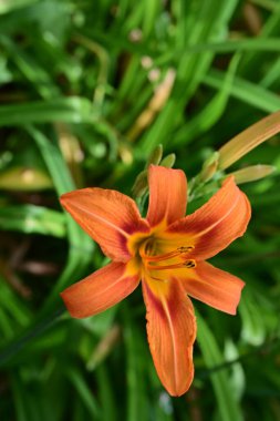 Bahçede güzel turuncu zambak çiçeği, yakın görüş. 