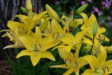 Bahçedeki sarı zambak çiçekleri