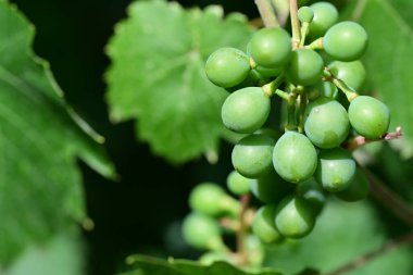 Sarmaşıkta yetişen yeşil şarap üzümü, yakın çekim görüntüsü.