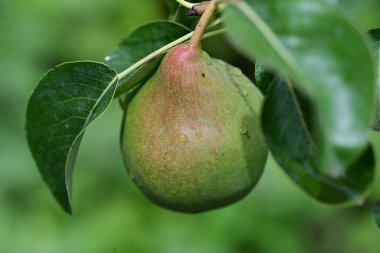 Bir dalda armut yakın. 