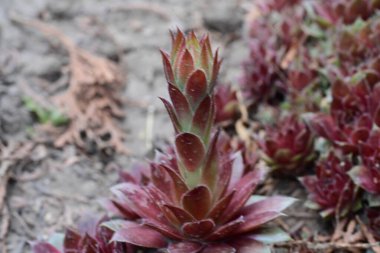 Bahçedeki sulu bitkiler. 