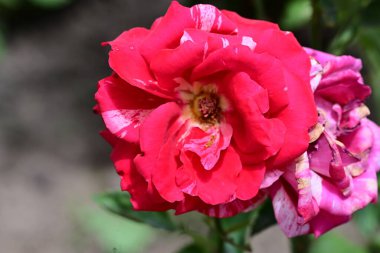 Bahçedeki güzel pembe gül, bitki örtüsü ve doğa 