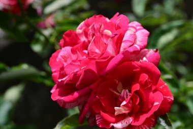 Bahçedeki güzel pembe gül, bitki örtüsü ve doğa 