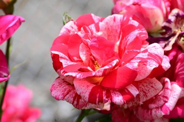 Bahçedeki güzel pembe gül, bitki örtüsü ve doğa 