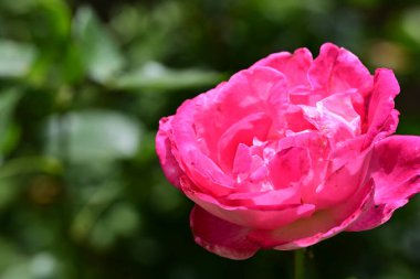 Bahçedeki güzel pembe gül, bitki örtüsü ve doğa 