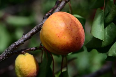 Ağaç dalında taze kayısı yakın