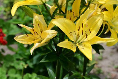 Bahçedeki sarı zambak çiçekleri