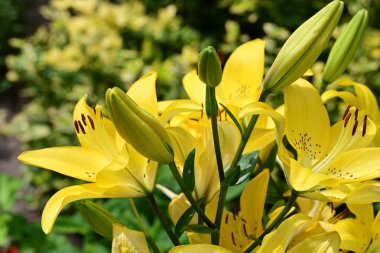 Bahçedeki sarı zambak çiçekleri