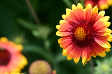 Yaz bahçesindeki güzel çiçeğin yakın görüntüsü.