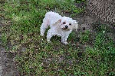 Parktaki sevimli küçük köpek