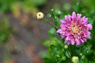 Yaz bahçesinde büyüyen harika pembe çiçekler.