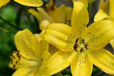 Bahçedeki zambak çiçeğinin yakın görüntüsü