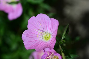 Yaz bahçesinde büyüyen harika pembe çiçekler.
