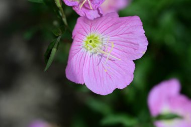 Yaz bahçesinde büyüyen harika pembe çiçekler.