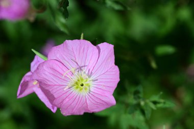 Bahçedeki pembe çiçekleri kapat.