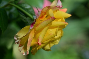 Bahçede güzel gül çiçeği yakın 