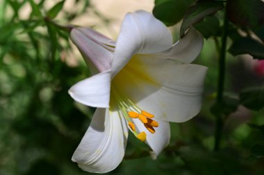 Beyaz Zambak çiçeği yakın çekim