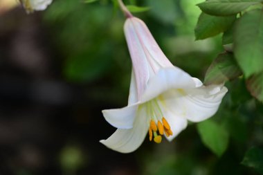 Beyaz Zambak çiçeği yakın çekim
