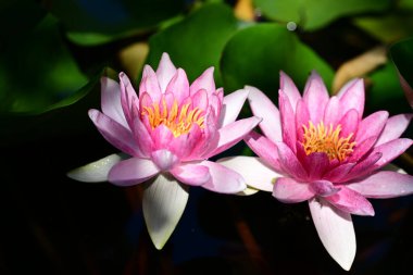 Gölette güzel nilüfer çiçekleri