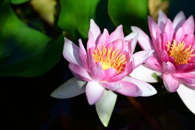 Gölette güzel nilüfer çiçekleri