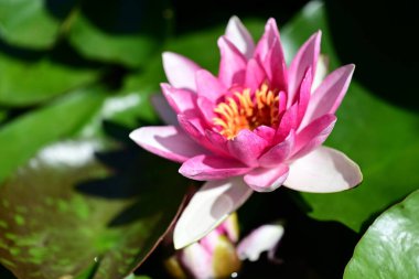 Gölette güzel nilüfer çiçekleri