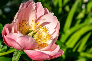 Bahçedeki pembe çiçekleri kapat.