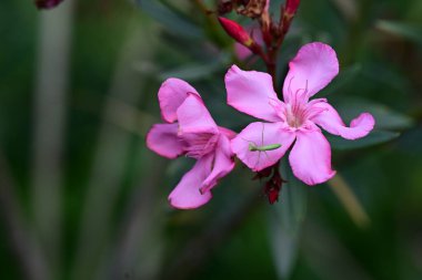 Bahçedeki pembe çiçekleri kapat.