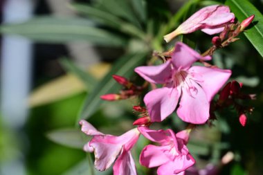 Bahçedeki pembe çiçekleri kapat.