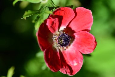 Yaz bahçesindeki güzel çiçeğin yakın görüntüsü.